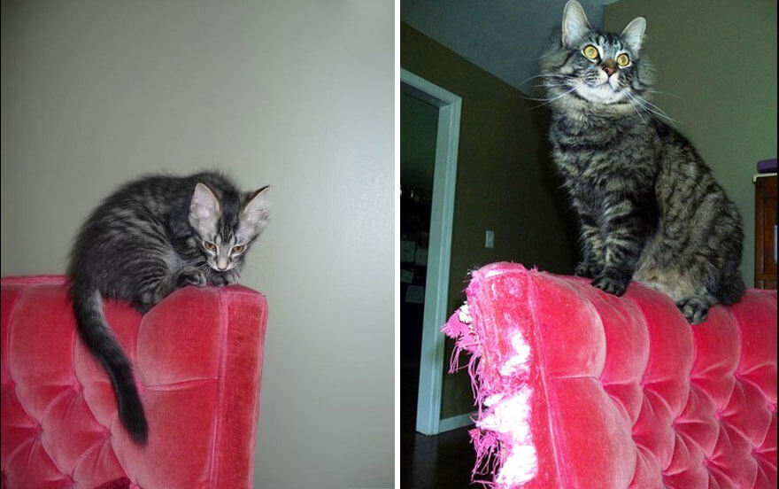 XX-Before-And-After-Photos-Of-Cats-Growing-Up-2__880