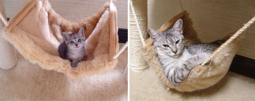 before-and-after-growing-up-cats-14__880