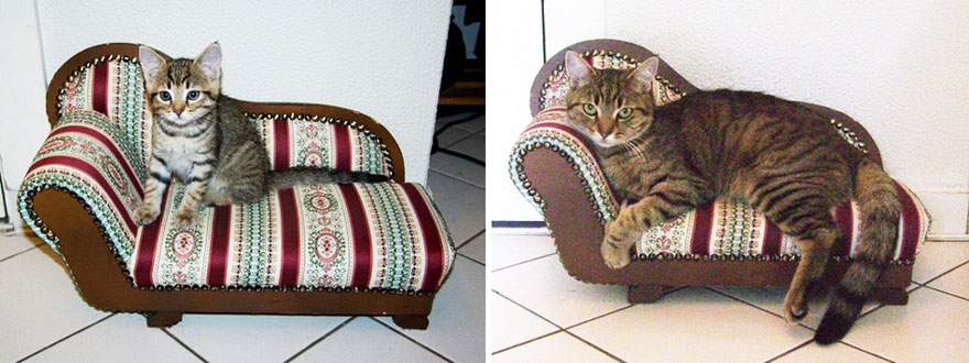 before-and-after-growing-up-cats-17__880