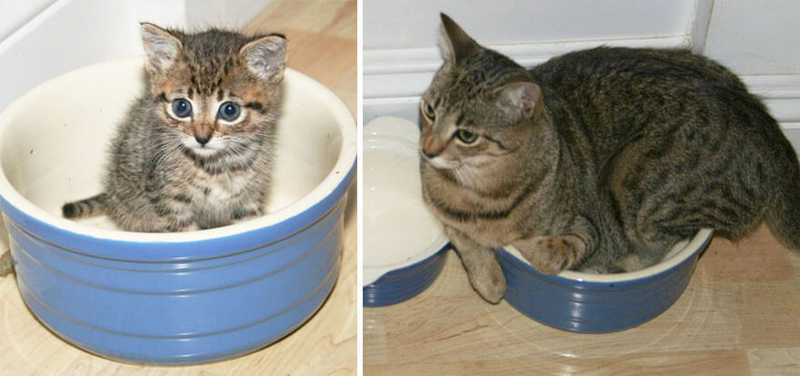 before-and-after-growing-up-cats-26__880